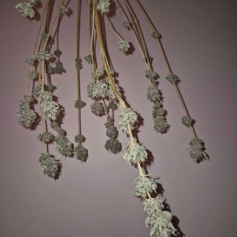 Goku (Gorilla Cookies) growlog timeline photo