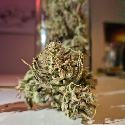 Goku (Gorilla Cookies) growlog timeline photo