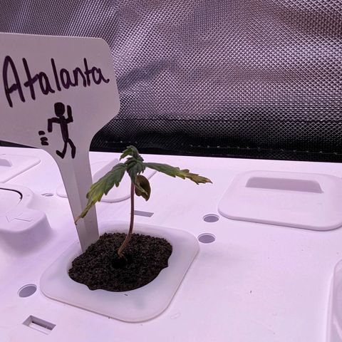 Atalanta growlog timeline photo