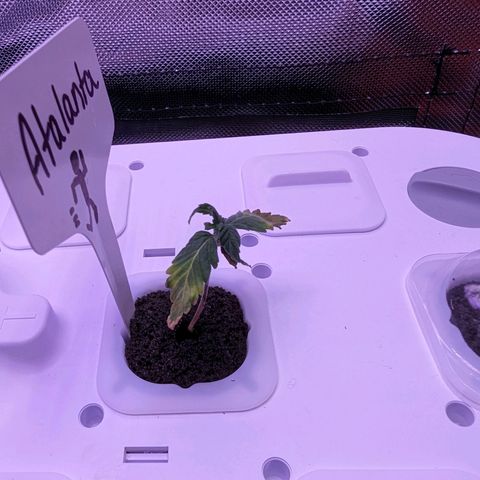 Atalanta growlog timeline photo