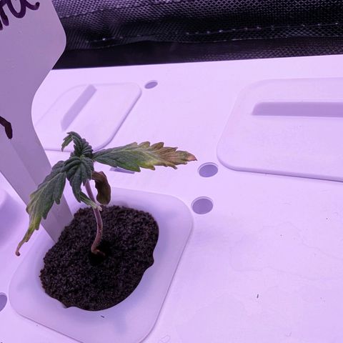 Atalanta growlog timeline photo