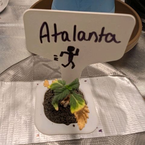 Atalanta growlog timeline photo