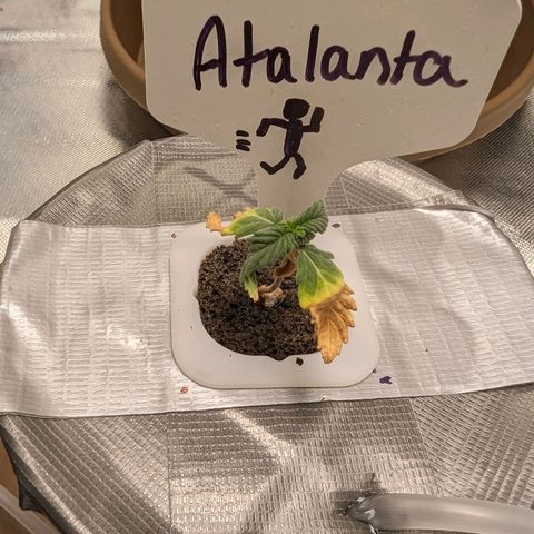 Atalanta growlog timeline photo