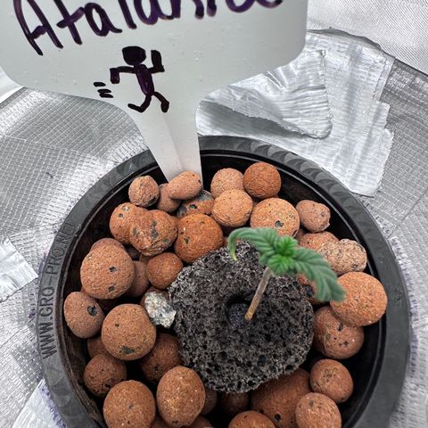Atalanta growlog timeline photo