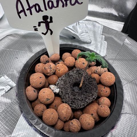 Atalanta growlog timeline photo