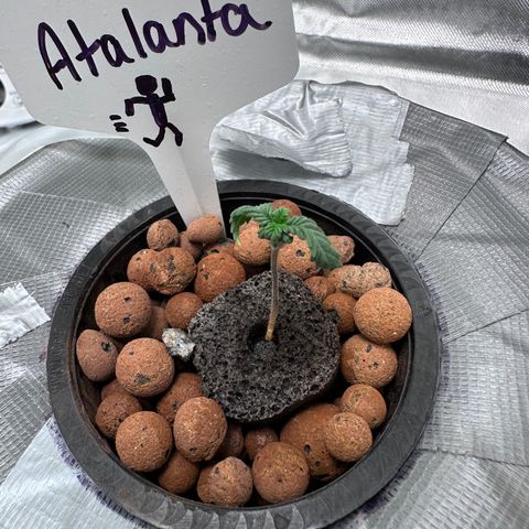 Atalanta growlog timeline photo