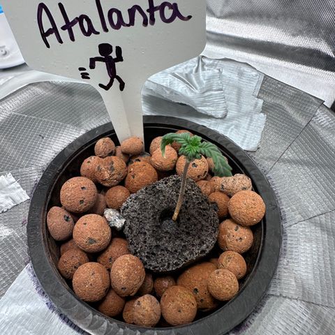 Atalanta growlog timeline photo