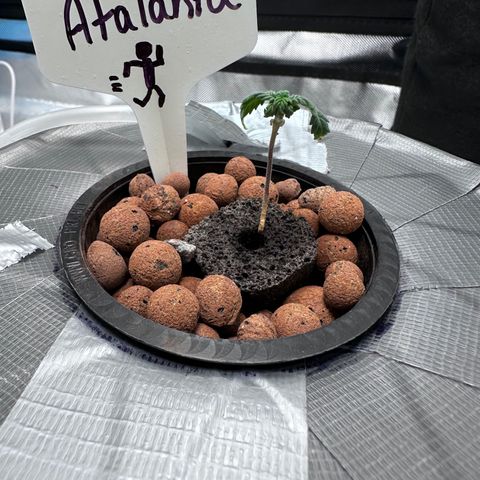 Atalanta growlog timeline photo