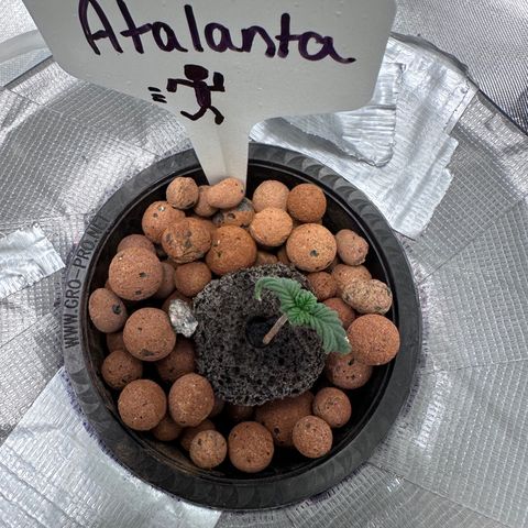 Atalanta growlog timeline photo