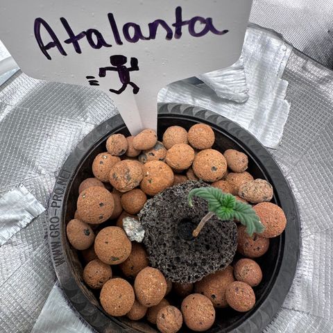 Atalanta growlog timeline photo