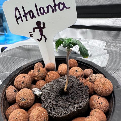 Atalanta growlog timeline photo