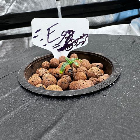 Eos growlog timeline photo