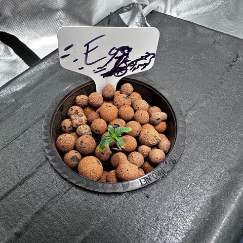 Eos growlog timeline photo