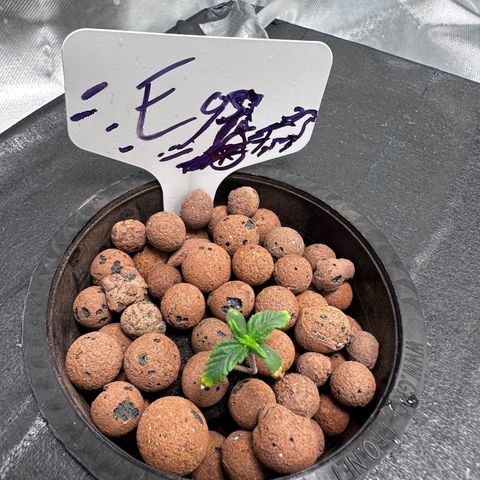 Eos growlog timeline photo