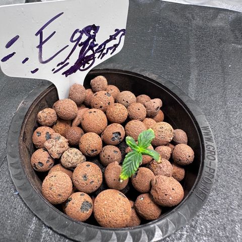 Eos growlog timeline photo