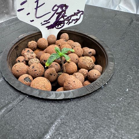 Eos growlog timeline photo