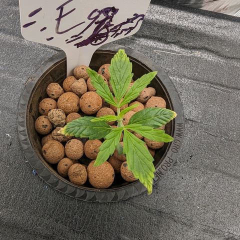 Eos growlog timeline photo