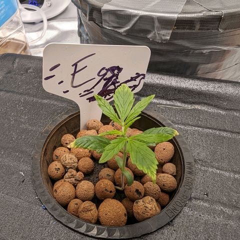 Eos growlog timeline photo