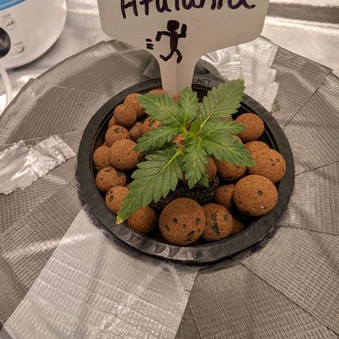 Atalanta growlog timeline photo