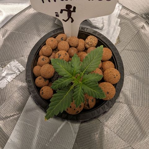 Atalanta growlog timeline photo