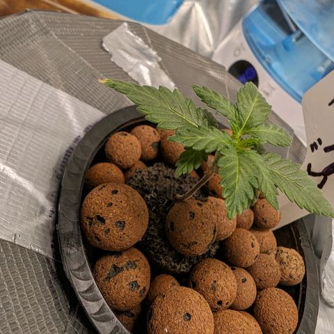 Atalanta growlog timeline photo