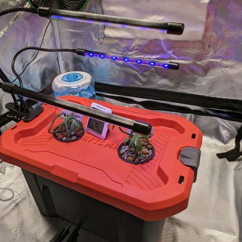Atalanta growlog timeline photo