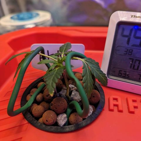 Atalanta growlog timeline photo