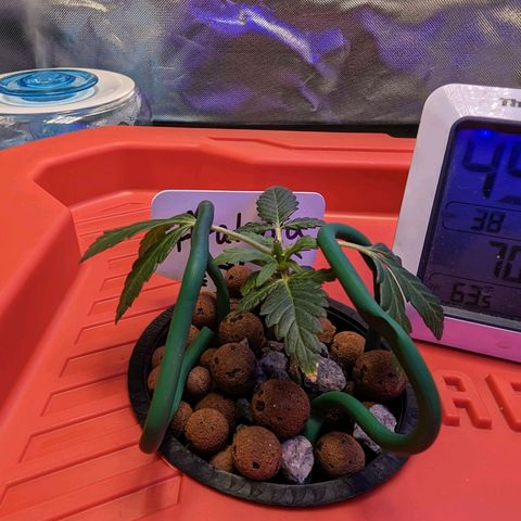 Atalanta growlog timeline photo