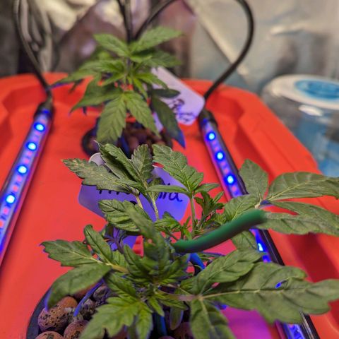 Atalanta growlog timeline photo