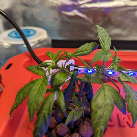 Eos growlog timeline photo