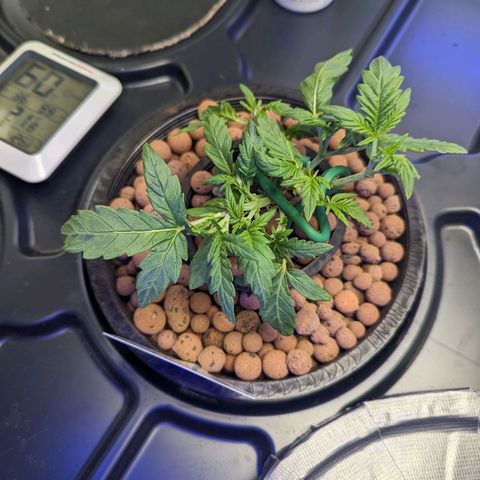 Atalanta growlog timeline photo