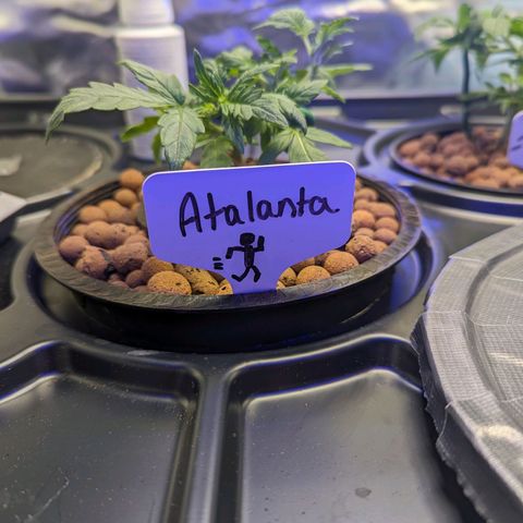 Atalanta growlog timeline photo