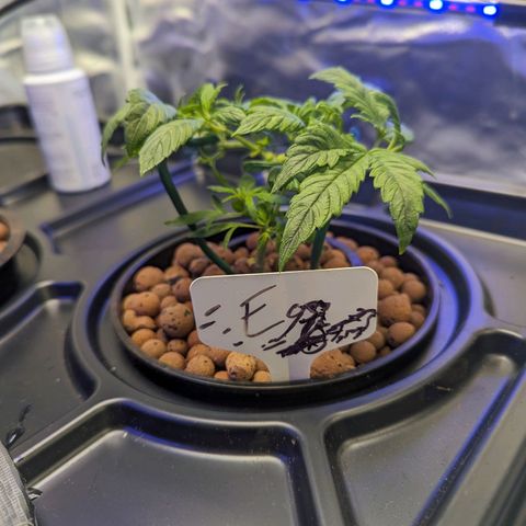 Eos growlog timeline photo