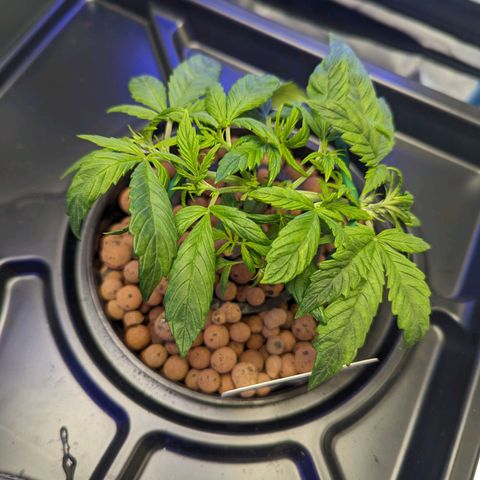 Eos growlog timeline photo