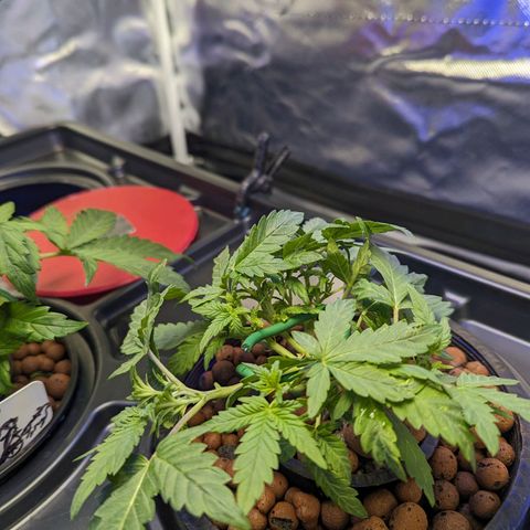 Atalanta growlog timeline photo