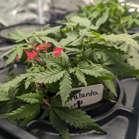 Atalanta growlog timeline photo