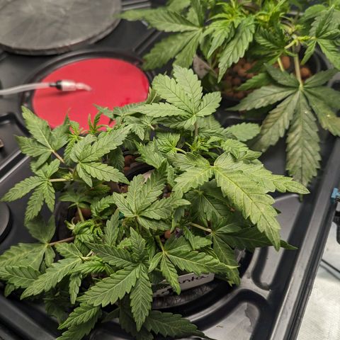 Atalanta growlog timeline photo