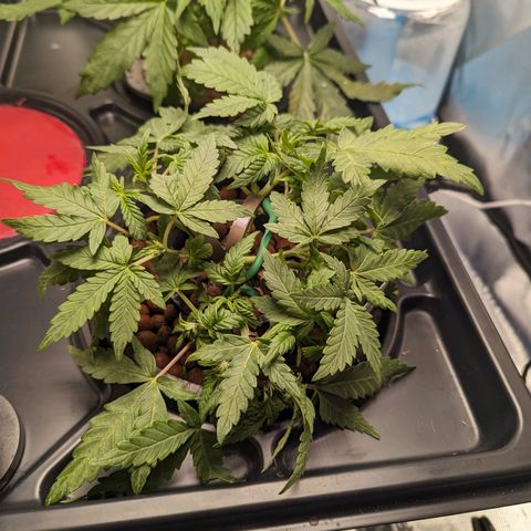 Atalanta growlog timeline photo