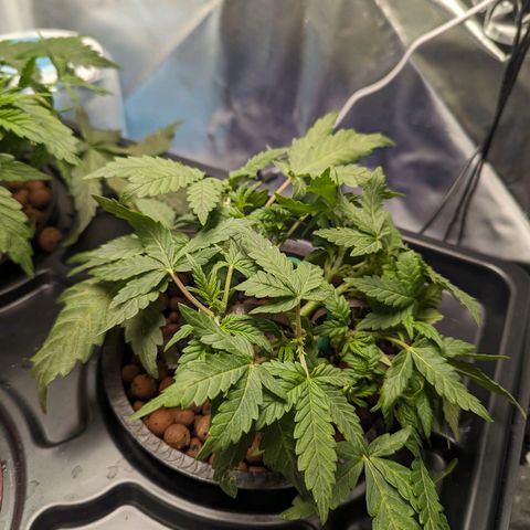 Atalanta growlog timeline photo
