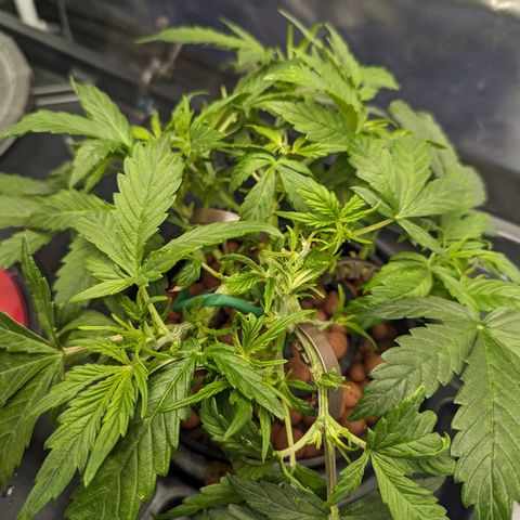 Eos growlog timeline photo