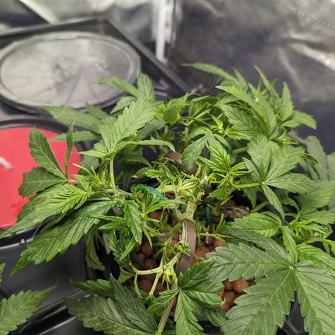 Eos growlog timeline photo