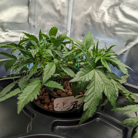 Eos growlog timeline photo