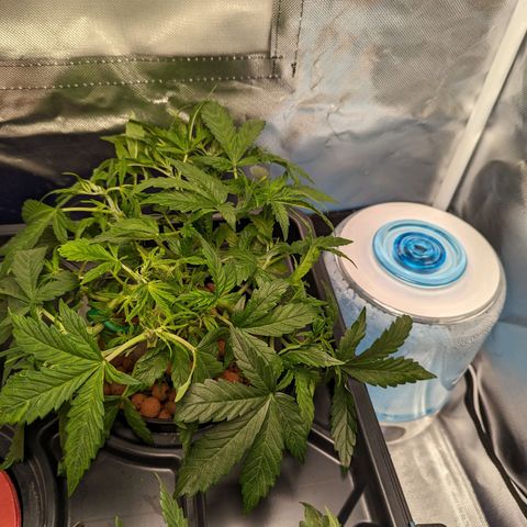 Eos growlog timeline photo