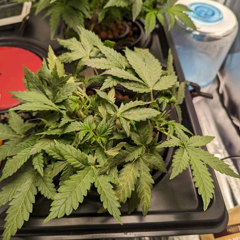 Atalanta growlog timeline photo