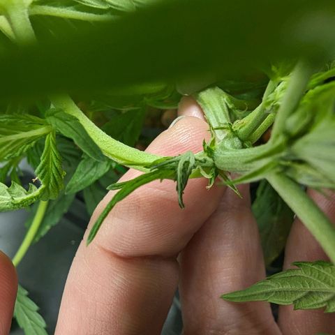 Eos growlog timeline photo