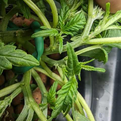 Atalanta growlog timeline photo