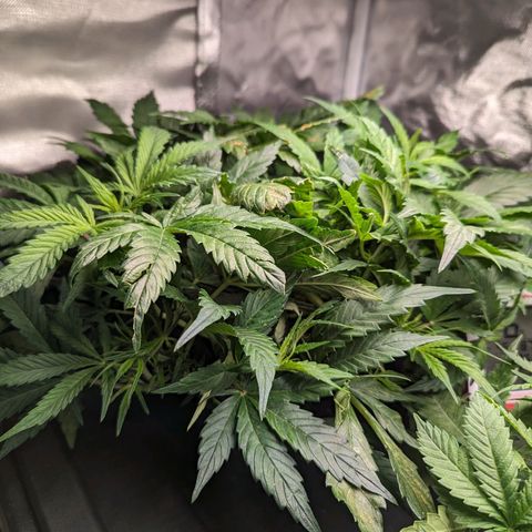 Atalanta growlog timeline photo