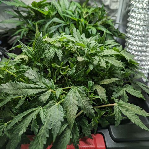 Atalanta growlog timeline photo