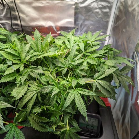 Atalanta growlog timeline photo