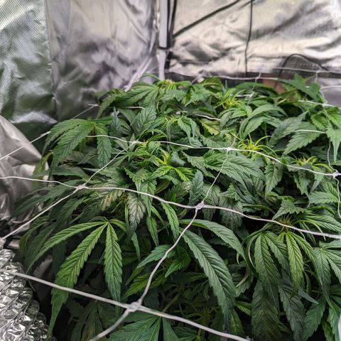 Eos growlog timeline photo